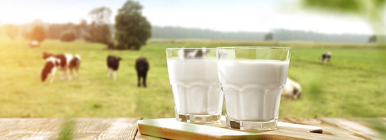 Milchglas und Kühe im Hintergrund