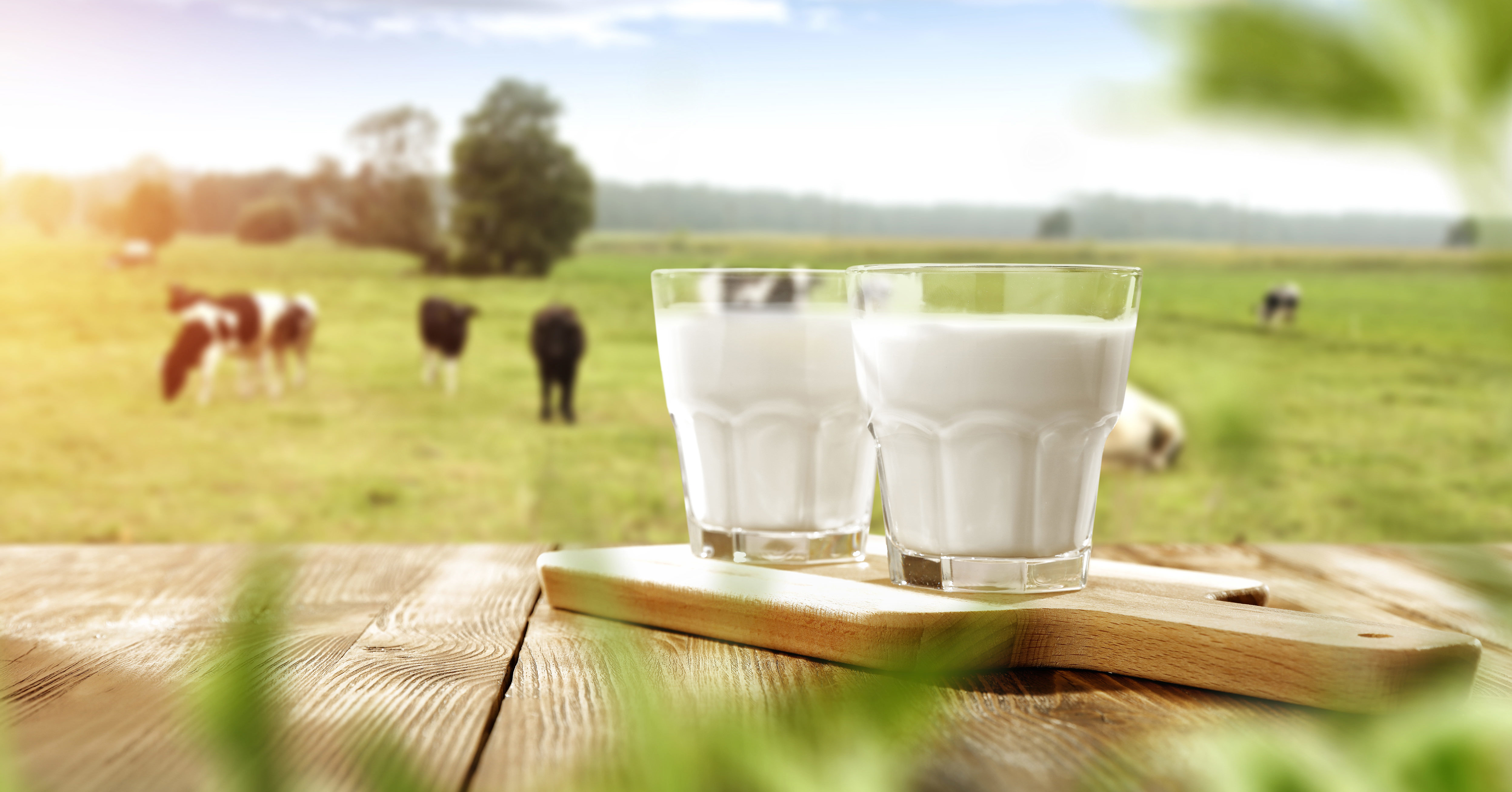 Multitalent Milch: Inhaltsstoffe im Überblick