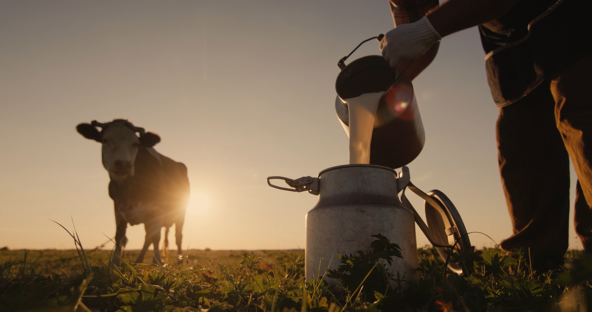 Kuh mit Milchkanne auf Weide